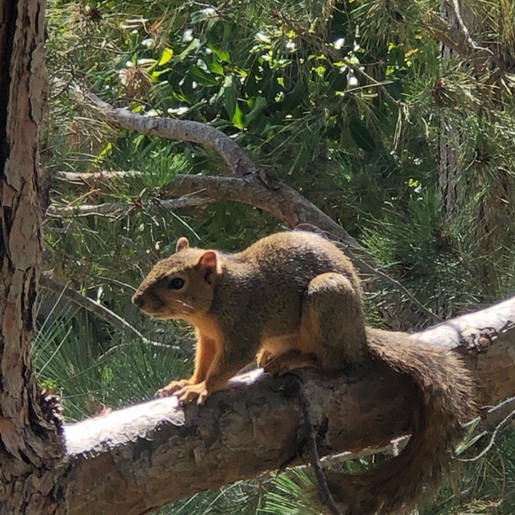 Meet your Posher, Tasha - Picture 1 of 1